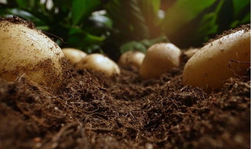دراسة .. استخدام الأسمدة الغنية بثلاثة معادن أساسية يعزز بشكل كبير من إنتاجية البطاطس