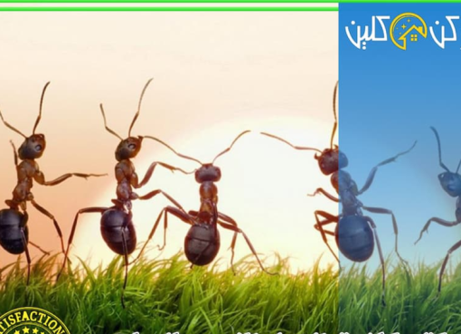 مكافحة النمل الأبيض في المنازل قبل أن ينتشر مكافحة النمل الأبيض في المنازل