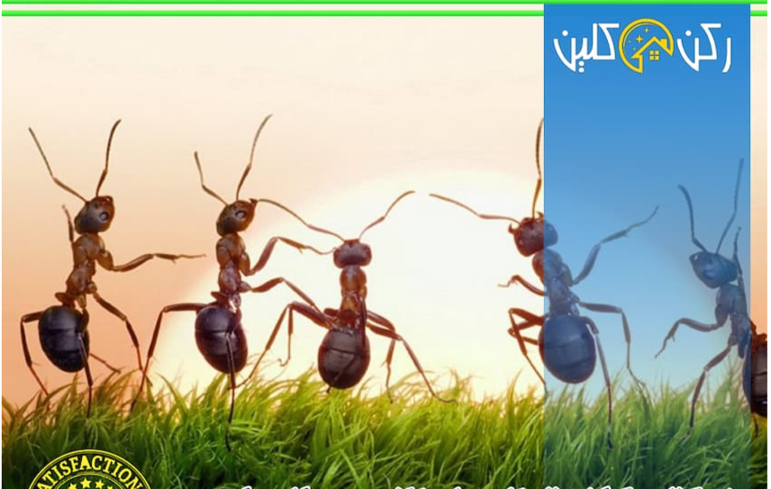 مكافحة النمل الأبيض في المنازل