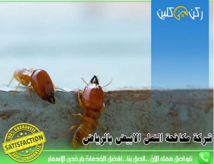 مكافحة النمل الأبيض في المنازل
